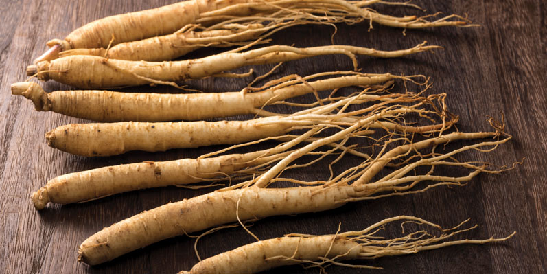 Is ginseng the root of vitality?
