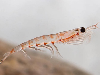 Krill derived ingredients may have health benefits