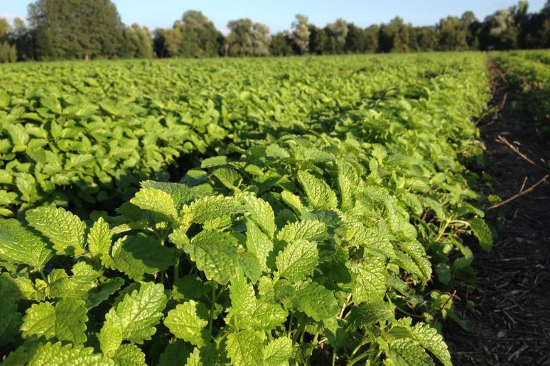 New study validates Givaudan's Zensera lemon balm extract for cognitive performance under stress