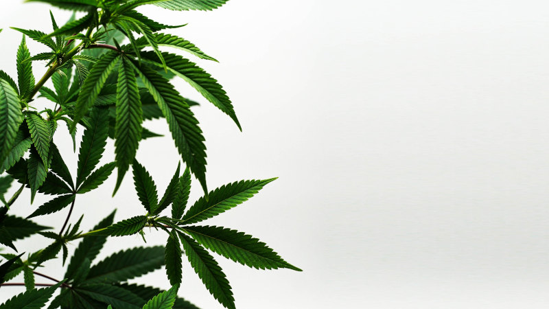 OBX completes trial of cannabinoids for pain relief