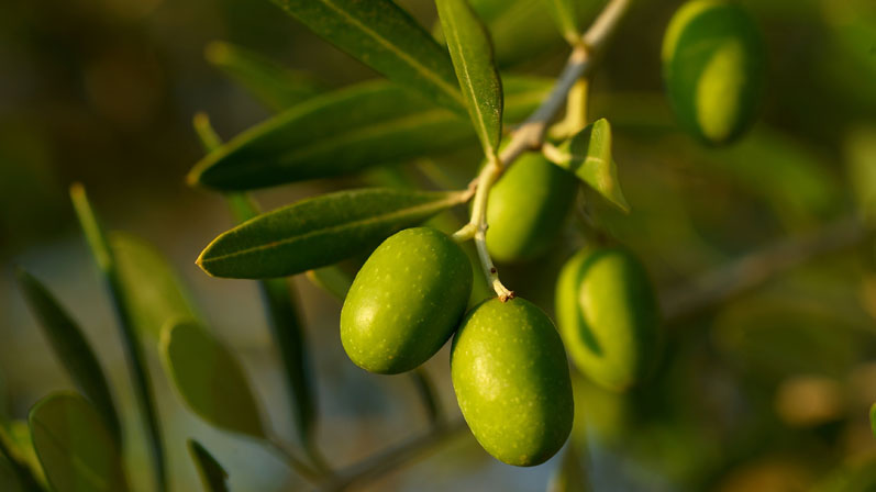 Olive leaf extract shows antibacterial properties 