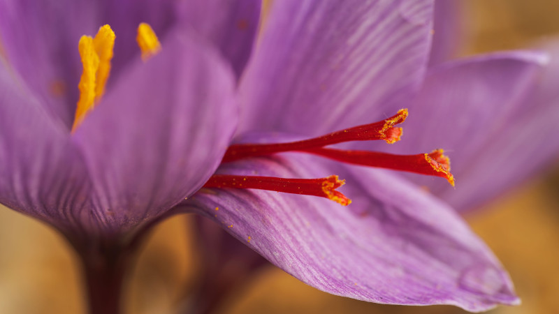 Pharmactive saffron extract gains US patent for mood support
