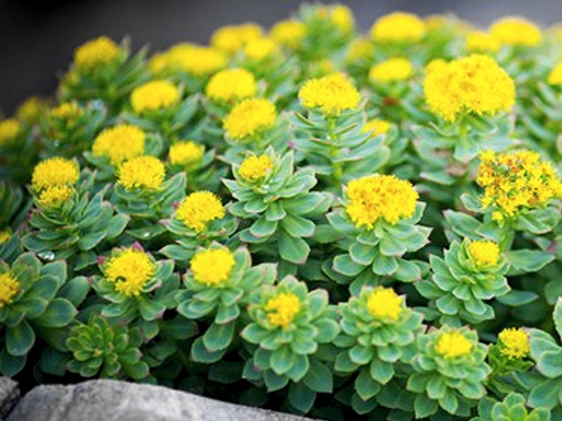 PLT plans cultivated-sourced Rhodiola rosea ingredient launch