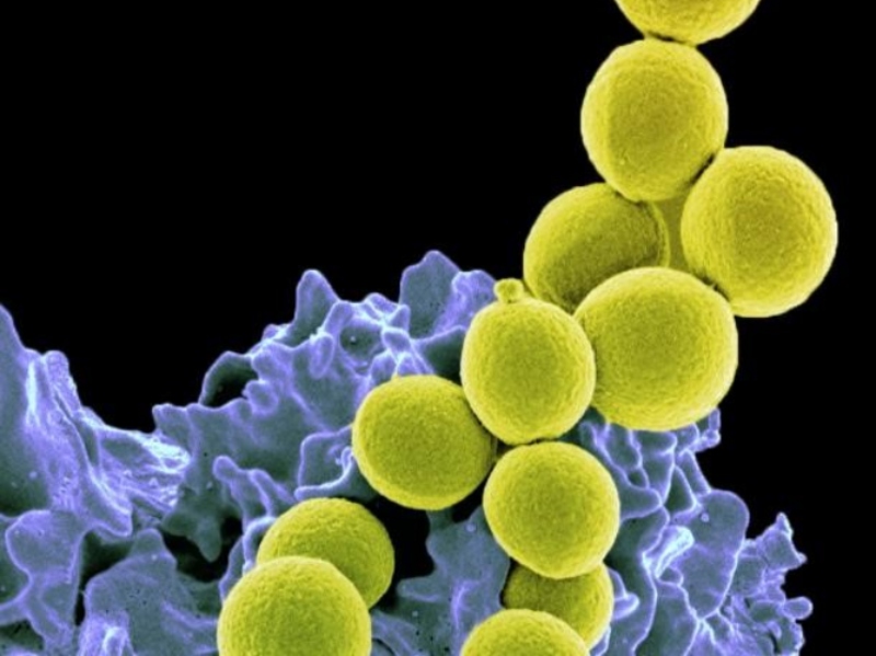 Staphylococcus антибиотики