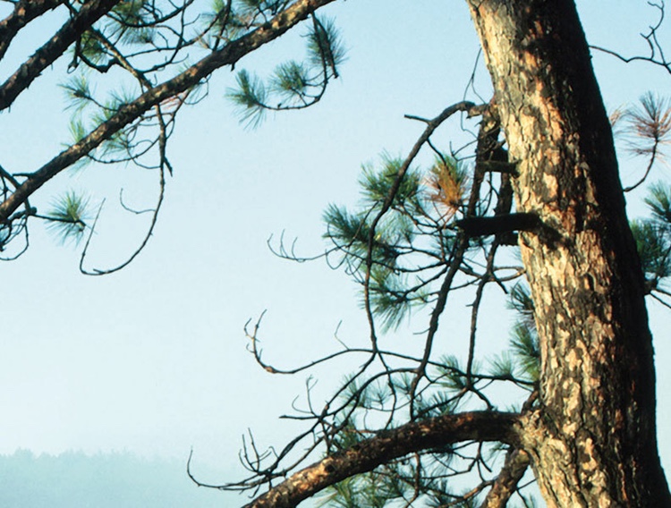 Happy and healthy ageing with Pycnogenol