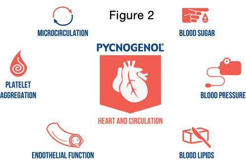 Pycnogenol’s mechanisms of action explained: part I