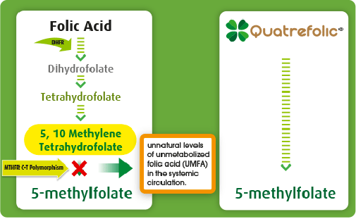 Quatrefolic: the right folate for healthy pregnancy