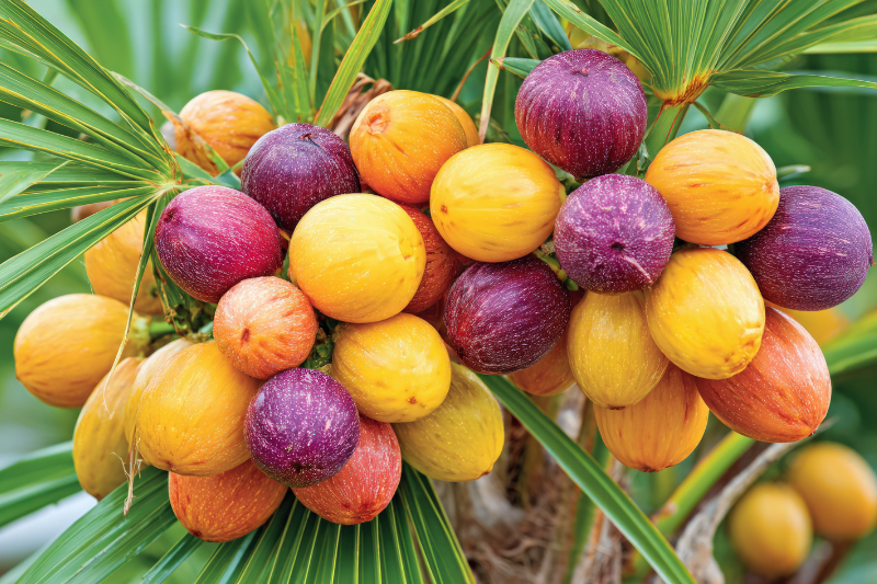 Research finds Valensa's USPlus PRO saw palmetto extract delivers health benefits for men