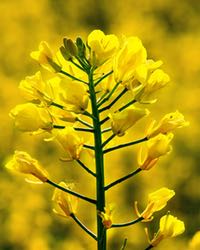 The rapeseed plant
