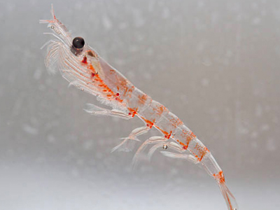 Rimfrost krill oil obtains regulatory approval in China