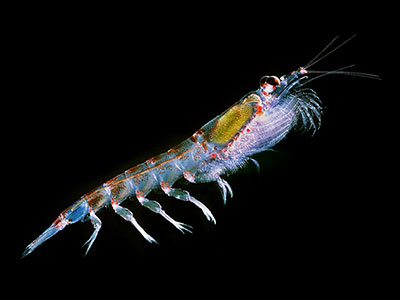 Rimfrost krill oil reduces glucose in healthy humans study finds
