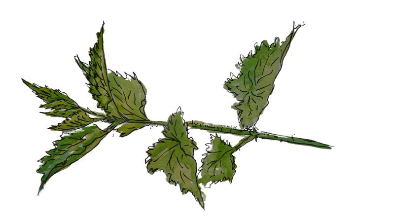 Science says nettles do more than sting