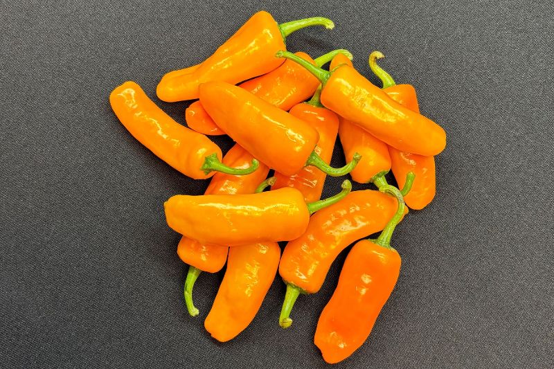 Sensient Natural Ingredients rebrands as Sensient Agricultural Ingredients