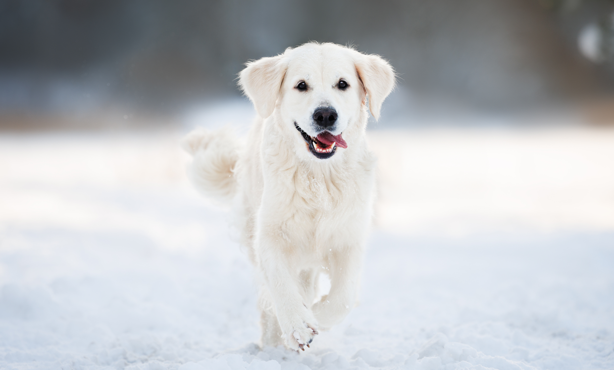 Seppic launches new ingredient line Sepifriend for pet care