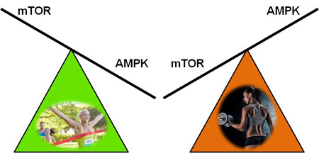 Figure 7: AMPK and mTOR activation as they relate to endurance and bodybuilding activities