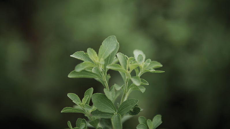 Stevia innovations: from losing bitterness to modulating flavour
