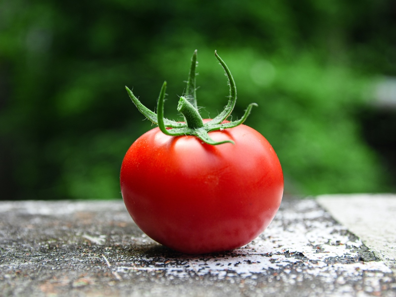 Study reveals effects of tomato nutrient complex