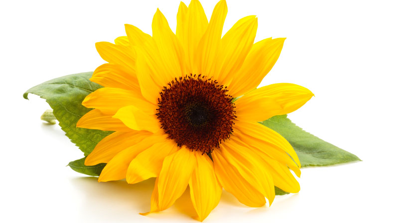 Sunflower extract demonstrates dual activity on weight management and blood lipids
