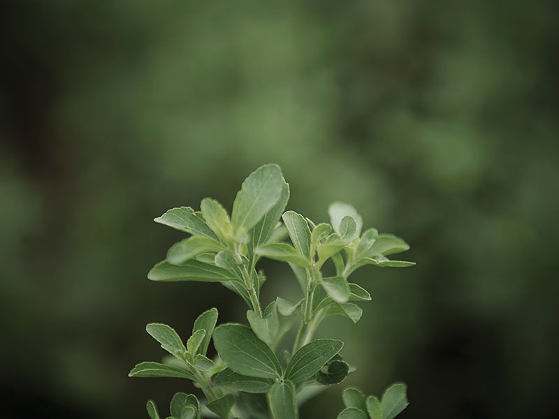 When using stevia in a supporting role, it is important to remember that it does not have the same temporal profile or linear response dose curve as sugar