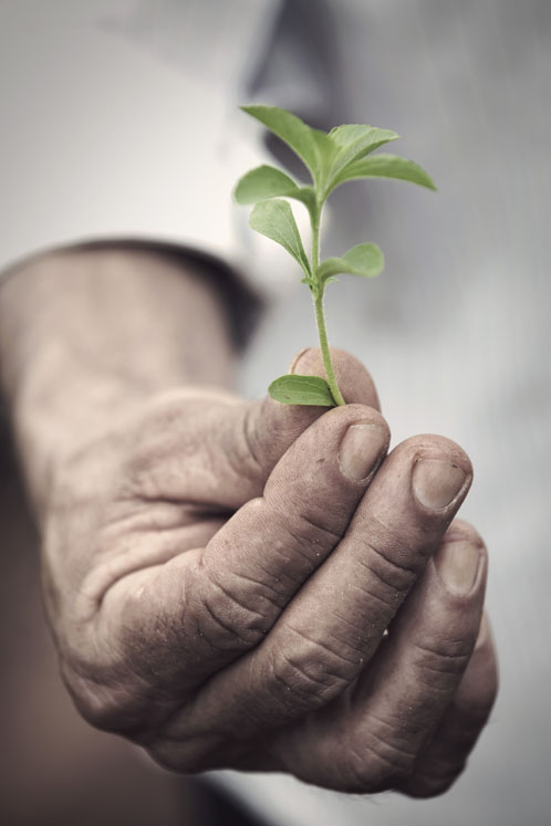 Stevia leaf is the most widely accepted natural sweetener alternative to sugar