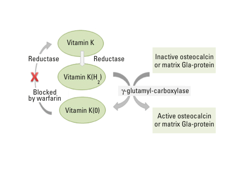 Figure 2: The vitamin K cycle; vitamin K acts as a cofactor to activate Gla-proteins. Vitamin K is recycled
