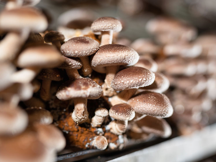 Ultrasonic-assisted extraction offers groundbreaking benefits for the medicinal mushroom industry