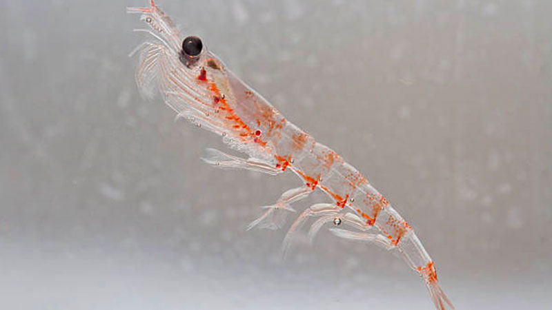 Victory for Rimfrost: PTAB finds krill oil related patent is unpatentable