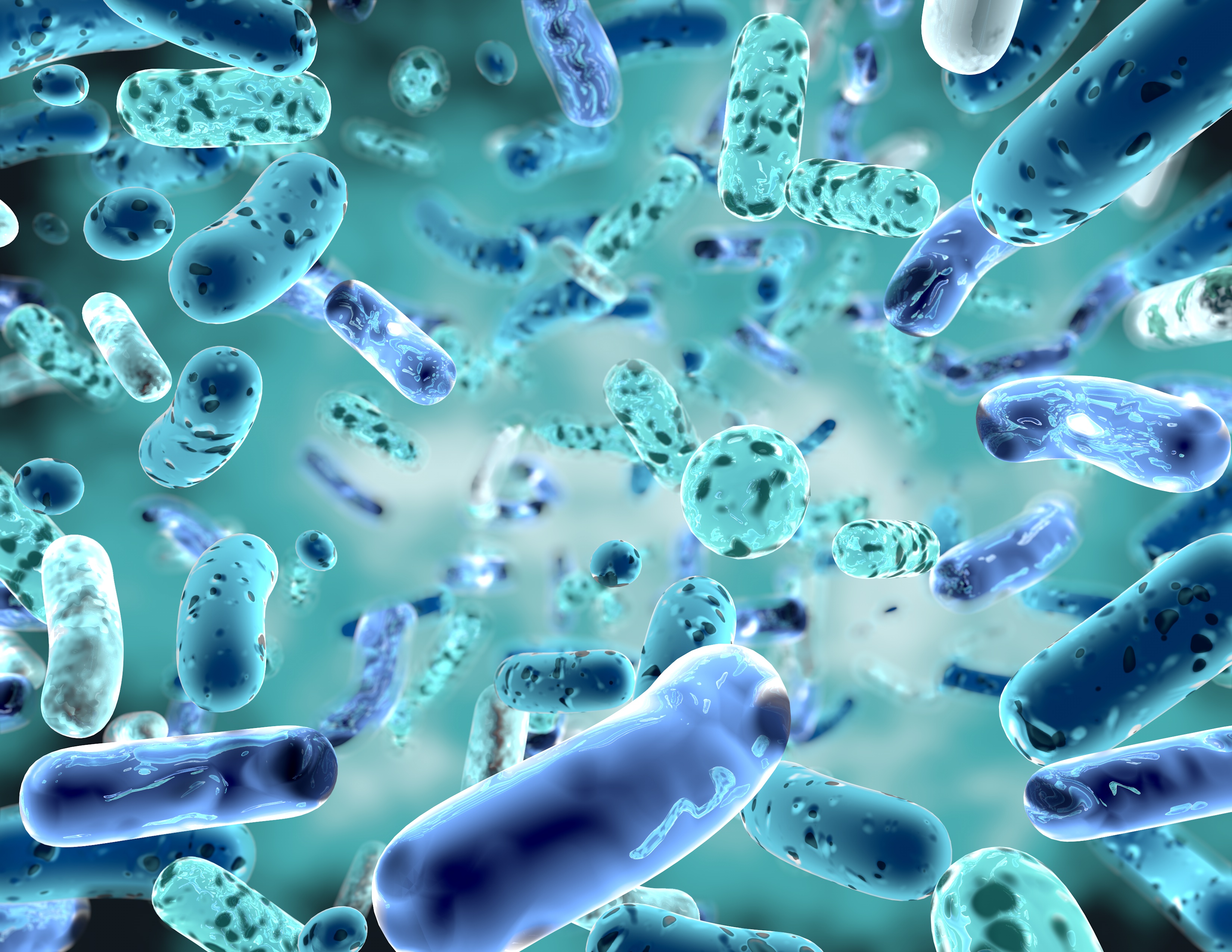 Fucoidans are fermented by microbiota in the large intestine.