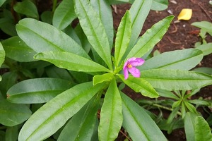 Ashwagandha decreases osteoarthritic joint pain 
