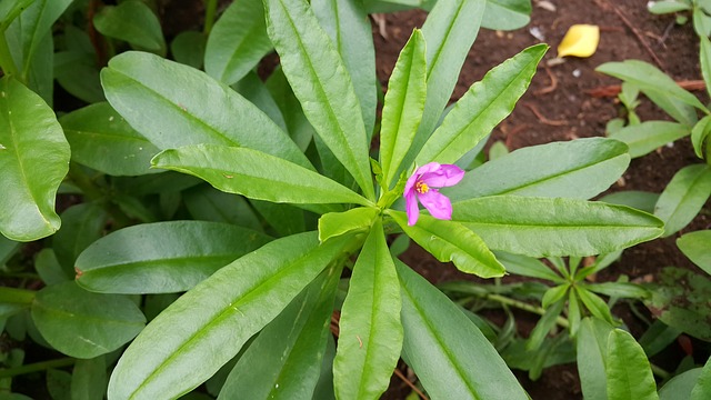 Ashwagandha decreases osteoarthritic joint pain 
