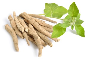Ashwagandha: is the UK headed for a ban?