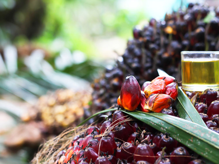 BASF achieves its palm oil commitment: 100% RSPO-certified palm (kernel) oil sourced in 2021
