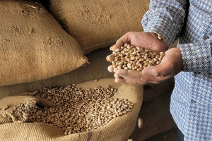 BASF SE reveal results from sustainable castor bean project
