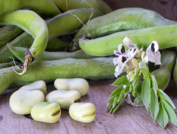 Beneo invests €50m at faba bean processing plant 