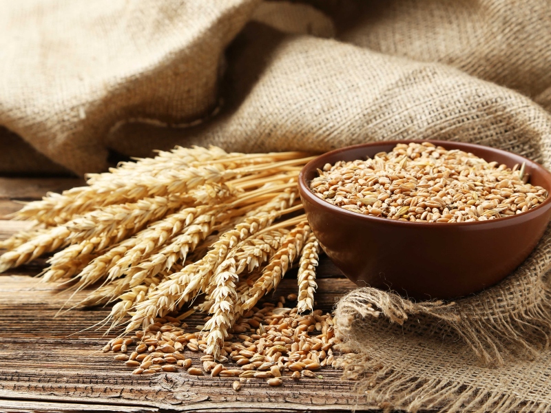 BENEO presents new toolbox of non-GMO vegetal proteins for pet food