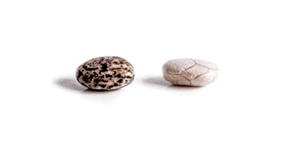Benexia offers technologically advanced chia oil
