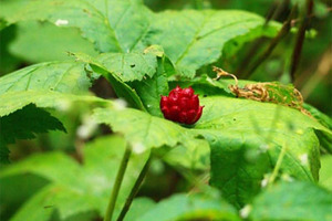 Berberine lowers LDL cholesterol and triglycerides