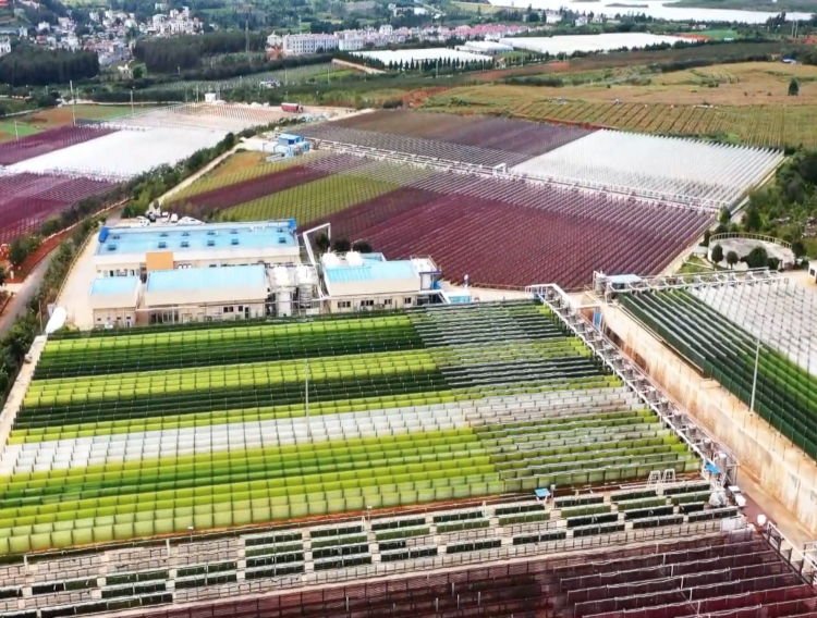 BGG World announces doubling of astaxanthin capacity