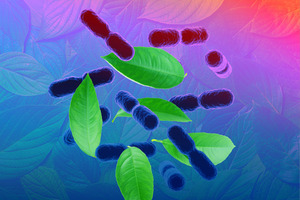 Biotical GS: A natural biotic-herbal complex for gut-skin axis support
