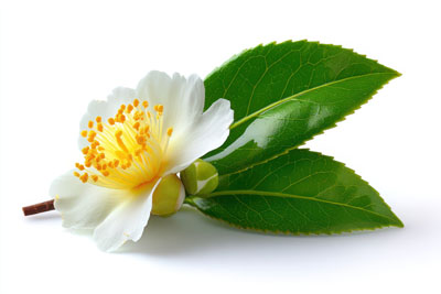 BioVivo celebrates one year of growth, manufacturing excellence and US-made botanical innovation at IFT FIRST