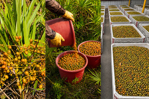 BioVivo Science launches VeriPalmetto with fully traceable saw palmetto supply chain