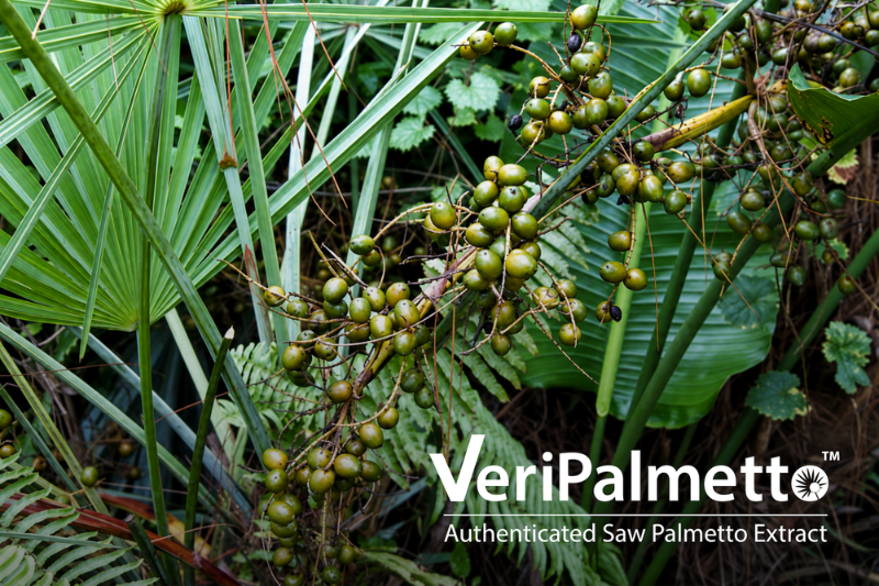 BioVivo Science launches VeriPalmetto with fully traceable saw palmetto supply chain