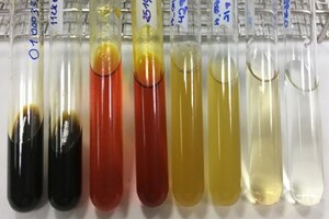 Botanical Adulterants Prevention Program publishes saw palmetto guide