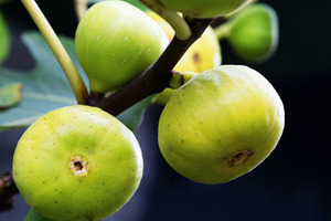 Botanicals for a superior quality of life
