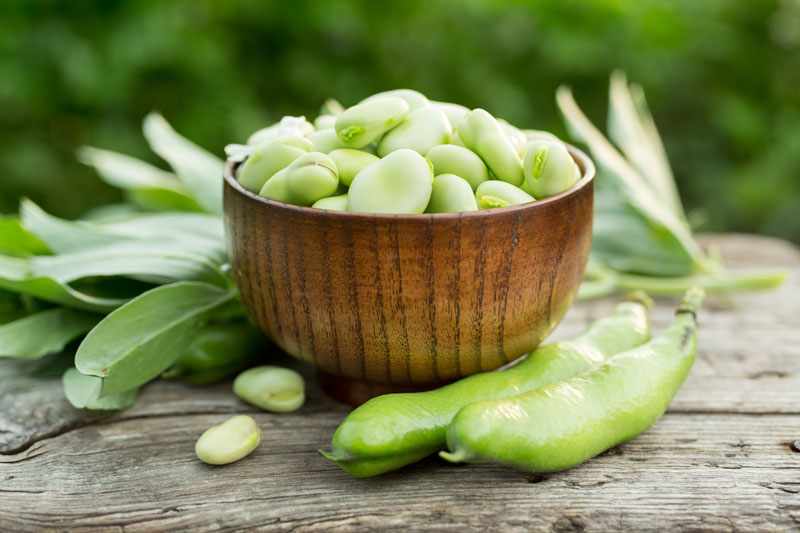 Burcon achieves first commercial production of fava protein and launches FavaPro 90%+ pure plant protein