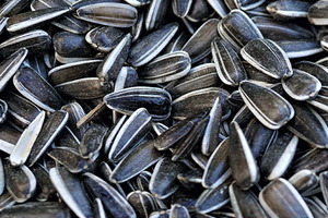 Burcon receives co-investment from Protein Industries Canada 