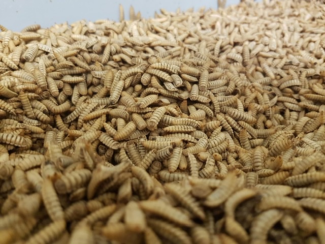 Bühler opens Insect Technology Center to support customers in the feed and food industries