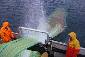 Calanus As is granted Novel Food approval for Calanus Oil in the EU