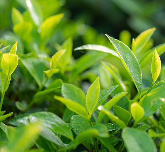 Cambridge Commodities adds naturally sourced L-theanine