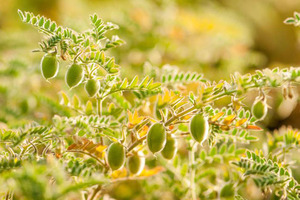 Cambridge Commodities expands its plant-based protein range